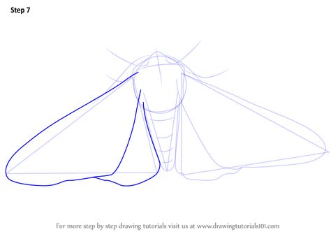 Learn How to Draw a Peppered Moth (Insects) Step by Step : Drawing Tutorials Moth Drawing Tutorial, How To Draw Moth Wings, How To Draw A Moth Step By Step, How To Draw Moths, Moth Wings Drawing Reference, Moth Drawing Reference, Moth Drawing Easy, How To Draw A Moth, Moth Wings Drawing