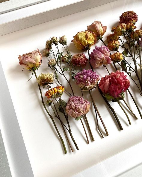 A slightly different style to previous shadow-box pieces. This selection of flowers consisted mainly of peonies and roses. Each flower had… | Instagram Dried Rose Decoration, Roses Shadow Box Ideas, Shadow Box Roses, Diy Flower Shadow Box Ideas, Dried Flower Box Frame, Preserve Flowers In Frame, Flowers In Shadow Box Diy, Dried Roses Shadow Box Ideas, Bouquet Shadow Box Diy