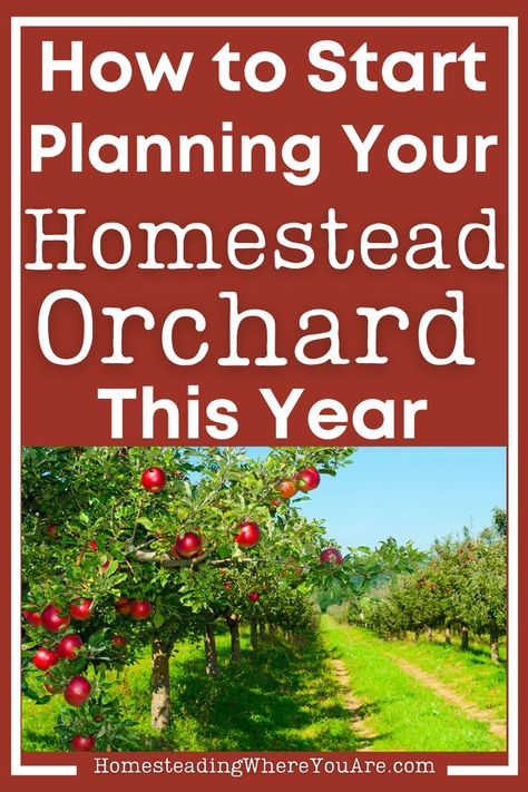 Don't wait to plan your homestead orchard. Having a backyard orchard is a great way to grow more food with less work. You plant your trees and bushes, and then they produce you food for years to come! From picking the best fruit trees to finding where to plant the trees, I show you the steps you need to take to plan an orchard. Planting An Orchard, Fruit Orchard Layout, Small Orchard Layout, Orchard Layout, Homestead Orchard, Mini Orchard, Growing Berries, Orchard Ideas, Backyard Fruit Trees