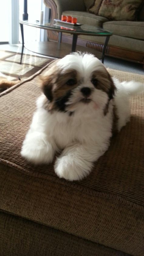 White Shitzu Puppy, Shitzoo Dogs, Teddy Bear Shih Tzu, Shih Tzu Dog Haircuts, Shih Tzu Maltese Mix Dogs, Shihtzu Puppies, Cut Dogs, Cute Shih Tzu, Perro Shih Tzu