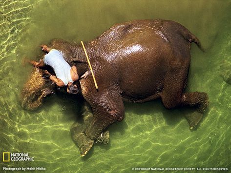 Majestic Photos of Elephants Kerala Elephant, Elephant Bathing, Elephant Photo, National Geographic Animals, Elephant Bath, Elephant India, National Geographic Photography, Elephant Photography, Elephant Safari