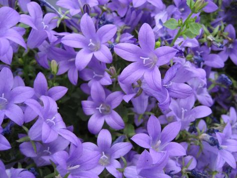 Campanula Portenschlagiana, Snake Tattoo Design, Winter Bouquet, Gravel Garden, Garden Types, Variegated Plants, Gardening Advice, Garden Edging, Beautiful Rose Flowers