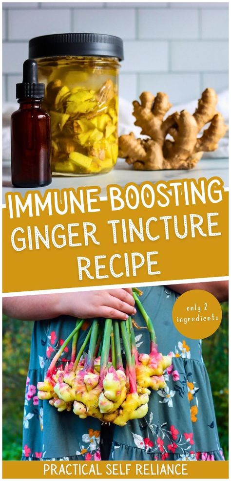 Learn how to make an immune-boosting ginger tincture recipe, perfect for fighting colds, flu, and inflammation. This warm, soothing remedy is also great for nausea and digestion. Easy to make and packed with health benefits! Find more ginger medicinal uses, ginger health benefits, ginger remedies, and Homesteading Skills at Practical Self Reliance. Ginger Tincture Recipe, Ginger Bug Soda, Ginger Tea Recipes, Ginger Remedies, Benefits Of Ginger Root, Ginger Tincture, Ginger Health Benefits, Fermented Ginger, Ginger Wine