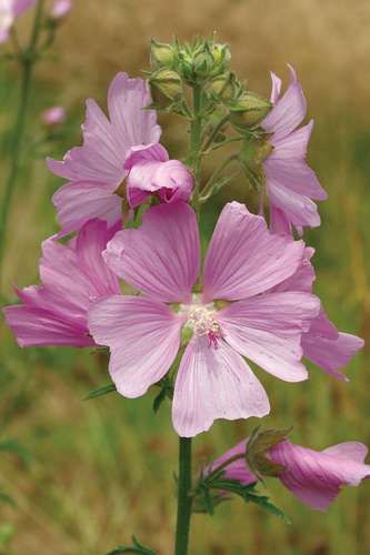 Malva Moschata, Mallow Plant, Musk Mallow, Mallow Flower, Biennial Plants, Natural Ecosystem, Wildlife Gardening, Forest Garden, Traditional Medicine