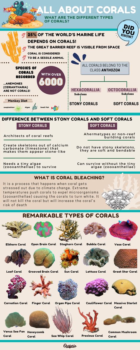 Types of coral infographic Marine Fish Tank Ideas, Saltwater Aquarium Ideas, Coral Fish, Coral Types, Types Of, Types Of Coral, Types Of Coral Reef, Sea Corals, Fish Facts