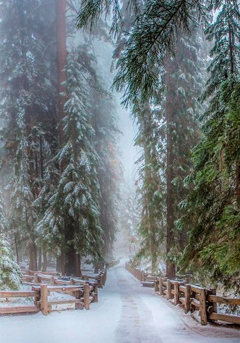 Looking to escape this winter? A remote cabin hideaway nestled in the mountains and woods could be just the destination you’re looking for! Sequoia Tree, Winter Love, Winter Scenery, Winter Beauty, Snow Scenes, Winter Pictures, Winter Forest, Winter Wonder, Alam Yang Indah