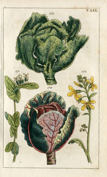 Wilhelm Natural History Botanical Prints 1810 Brassica Oleracea, Mustard Flowers, Science Illustration, Vegetable Prints, Botanical Illustration Vintage, Wildlife Prints, Botanical Artwork, Botanical Painting, Scientific Illustration