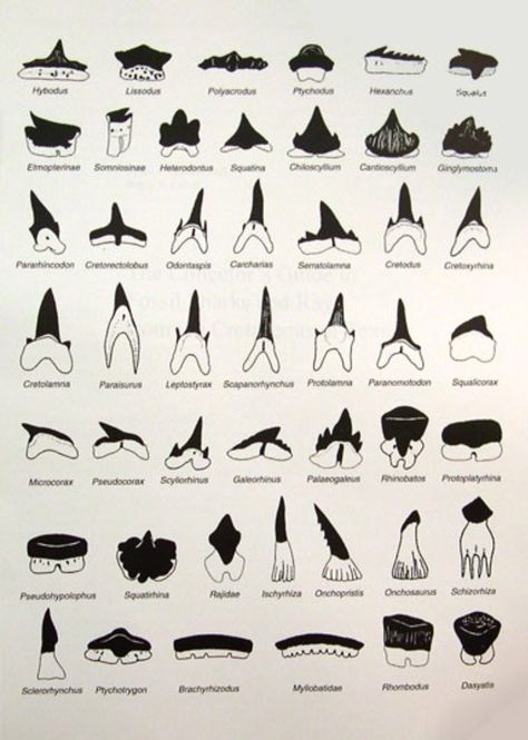 Sharks teeth identification chart. Shark Teeth Crafts, Shark Tooth Hunting, Types Of Sharks, Sharks Teeth, Shark Facts, Tooth Chart, Teeth Art, Small Shark, Fossil Hunting