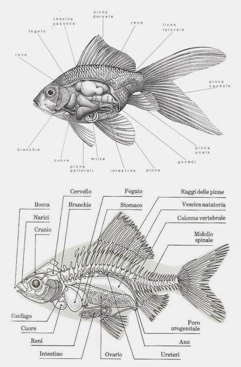 Fish References, Animal Dictionary, Fish Anatomy, Oceanography Marine Biology, Fonts Art, Nature Reference, Fancy Goldfish, Vet Medicine, Biology Facts