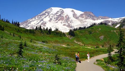 Skyline Trail / Panorama Point @ Paradise  Moderate  5.4 mi loop Mt Rainer, Seattle Vacation, Mid July, Nature Trails, Senior Trip, Mount Rainier National Park, Mt Rainier, Rainier National Park, Jet Plane