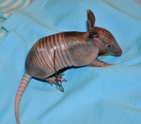 Baby Armadillo, Armadillo Animal, Armadillo Lizard, Armadillo Art, Rare Animals, Animal Facts, Silly Animals, Weird Animals, Hamsters