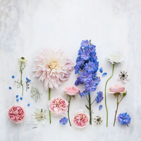 Floral flatlay © Cristina Colli Blog post: behind the scenes of a still life #flatlay #flowers #floral #photography fine art Floral Flatlay, Electro Dance, November Wallpaper, Photography Still Life, Still Life Flowers, Photography Flowers, Simple Phone Wallpapers, Pretty Backgrounds, Flat Lay Photography