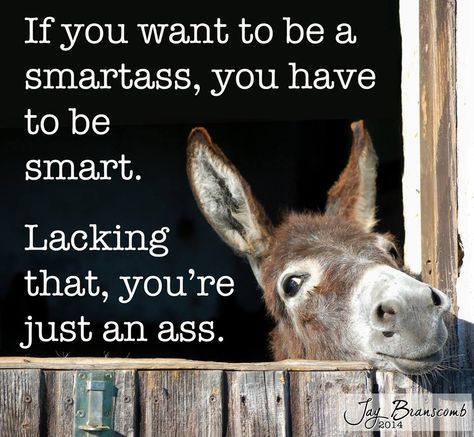 Donkey Quotes Funny, Animal Quotes Funny, Donkey Quotes, Funny Donkey Pictures, Animals With Captions, Mini Donkeys, Donkey Drawing, Donkey Funny, Good Morning Animals