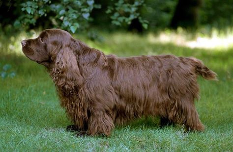 Sussex Spaniel, Irish Water Spaniel, Field Spaniel, American Water Spaniel, Curly Coated Retriever, Welsh Springer Spaniel, Group 8, Clumber Spaniel, Disabled Dog