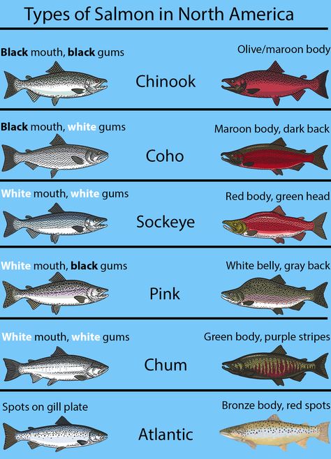 Types of Salmon: The Complete Guide Salmon Species, Chum Salmon, Kokanee Salmon, Fish Chart, Coho Salmon, Pacific Salmon, Salmon Farming, Salt Water Fishing, Salmon Fish