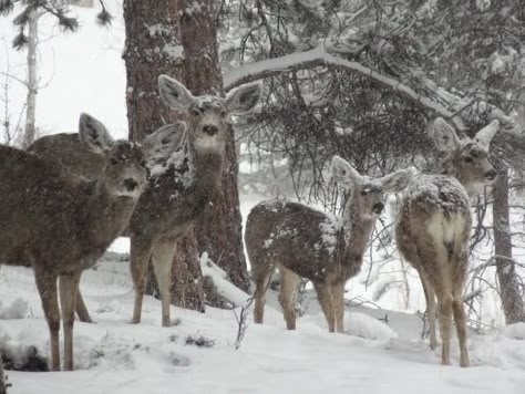 I Smell Snow, Winter Princess, Snow Angel, Winter Fairy, Keramik Design, I Love Winter, Snow Angels, Winter Scenery, Winter Vibes