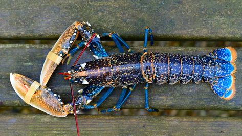 A photo of a blue lobster Remote Cabin, Orange Spider, Blue Lobster, Blue Photo, Lobster Roll, Polymer Clay Jewelry Diy, The Night Sky, Coastal Art, Color Of Life