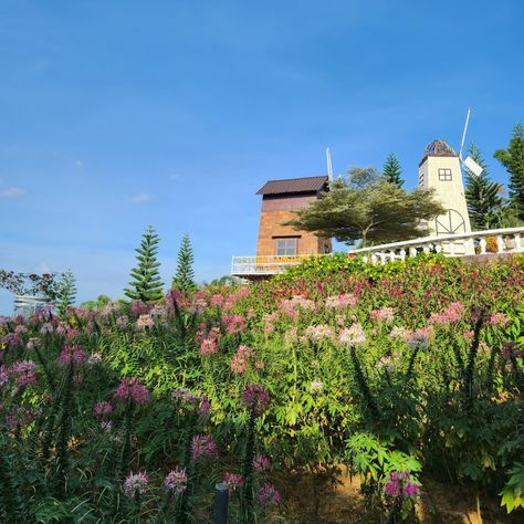 📍Sirao Garden - Cebu Must add this to your City tour in Cebu. Lalo na if you love flowers too. #siraogarden #Cebu #travelcebu #cebuphilippines #philippinetouristspot #lovethephilippines #VisitCebu #visitphilippines Sirao Flower Garden Cebu, Visit Philippines, Tourist Spots, Cebu, Love Flowers, If You Love, Philippines, Flower Garden, Flowers