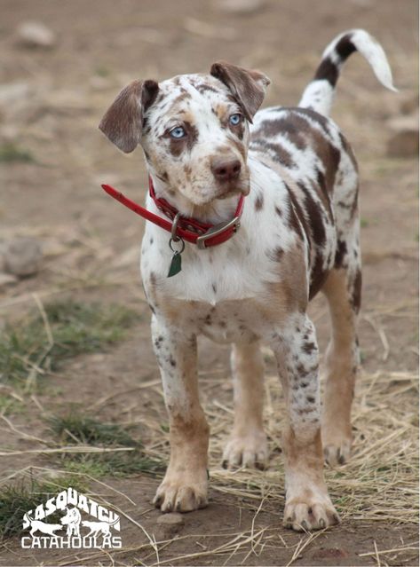 Catahoula Leopard Dog Puppy, Catahoula Puppies, Louisiana Catahoula Leopard Dog, Catahoula Leopard, Every Dog Breed, Leopard Dog, Catahoula Leopard Dog, Pretty Dogs, Sporting Dogs