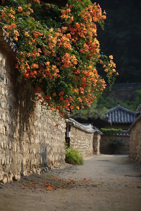 Campsis grandiflora, Chinese Creeper, Trumpet Vine, 'Morning Calm' Chinese Trumpet Creeper, Campsis Grandiflora, Trumpet Creeper, Zen Garden Design, Japan Architecture, Trumpet Vine, Landscape Photography Nature, Landscape Art Painting, Spring Painting