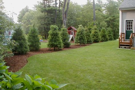 Backyard Trees Landscaping, Fence Trees, Landscaping Along Fence, Curb Appeal Landscape, Landscaping Around Trees, Backyard Trees, Privacy Landscaping, Backyard Landscaping Plans, Backyard Privacy