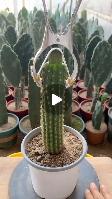 Cactus Garden on Instagram: "How to graft cactus 🌵 👉 My Youtube channel: Cactus Garden  #cactus #cacti #多肉植物 #succulents #succulentlove #多#succulentlover #succulentaddict #succulent #succulentobsession #succulentlife #succulentcity #succulentobsessed #succulentcollection #succulover #succulove #succulentaddiction #senda #vuonsenda #reels" Grafting Cactus, Cactus Grafting, Pencil Cactus Propagate, Propagating Cactus, Cactus Garden Design, Beavertail Cactus, Grafted Cactus, Crested Cactus, Garden Cactus