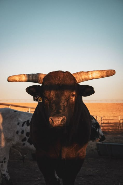 bulls, bucking bulls, western lifestyle Bulls Aesthetic, Bull Wallpaper Aesthetic, Bull Wallpaper, Pbr Bulls, Bullrider Aesthetic, Bull Rider Aesthetic, Bull Rider, Bull Aesthetic, Bull Riding Aesthetic