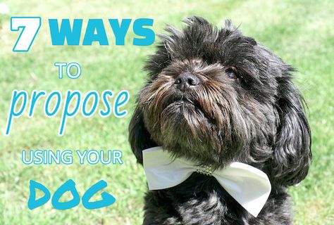 7 Ways to Use Your Dog In Your Proposal | K9 of Mine Proposals With Dogs, Dog Proposal Ideas, Proposal Ideas With Dogs, Gf Proposal Ideas, Puppy Proposal, Proposal Ideas Simple, Dog Proposal, Ways To Propose, Cheap Dogs