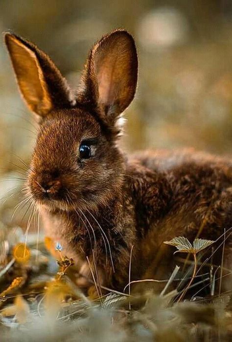 ❤️ Wild Bunny, Brown Rabbit, Wild Rabbit, Bunny Lovers, Woodland Creatures, Hamsters, Woodland Animals, Cute Bunny, Animals Friends