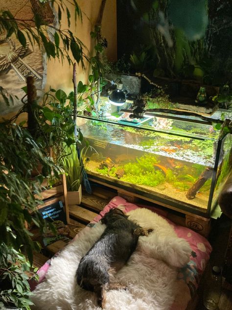 Turtle Tank Aesthetic, Turtle Aquarium Ideas, Turtle Tank Ideas, Turtle Things, Turtles Pet, Tank Terrarium, Animal Enclosures, Turtle Aquarium, Artsy Decor