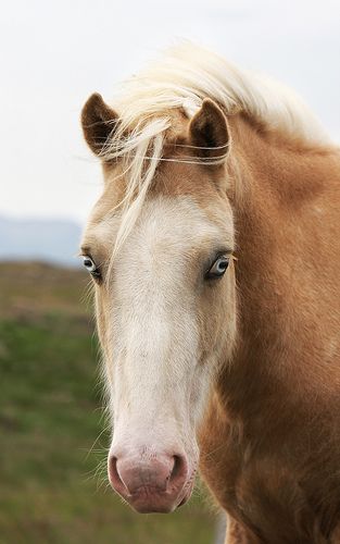 Smoky eye.. | Gigja Einarsdottir | Flickr Flying Without Wings, Lovely Creatures, Farms Living, Pretty Horses, Cool Countries, Horse Art, Beautiful Horses, Country Life, Ponies