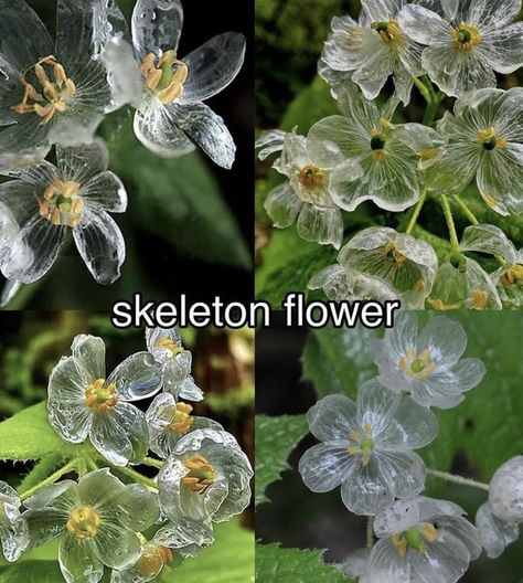 Pretty Flowers Pictures, Skeleton Flower, Boquette Flowers, Flower Meanings, Nothing But Flowers, Flower Names, Flower Therapy, Language Of Flowers, Beautiful Bouquet Of Flowers