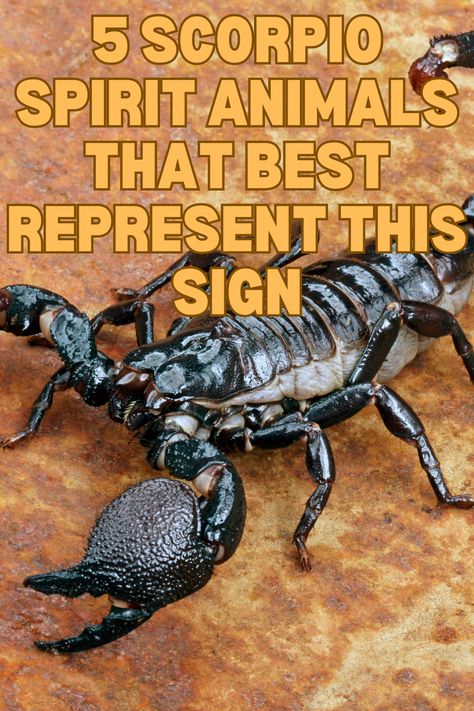 In astrology, every sign, except Virgo and Aquarius, is represented by an animal. Scorpio, very obviously, is represented by a Scorpion. Famous American astrologer, Linda Goodman, in her book, Sun Signs (published in 1968), compares a Scorpio to either a scorpion, eagle or a lizard. In the following article, you will learn all about the different Scorpio spirit animals and what they represent!
#Scorpio #Astrology #SpiritAnimal Scorpio Spirit Animal, Scorpion Horoscope, Linda Goodman, Scorpion Sign, Famous Scorpios, Scorpio Sun Sign, Scorpions Zodiac, Scorpio Astrology, Sun Signs