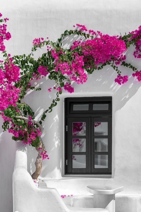 Explore Mustang Joe's photos on Flickr. Mustang Joe has uploaded 1625 photos to Flickr. Mykonos Greece, Vacation Resorts, Bougainvillea, Popular Wedding, Mykonos, Front Yard, Pink Flowers, Beautiful Flowers, Planting Flowers