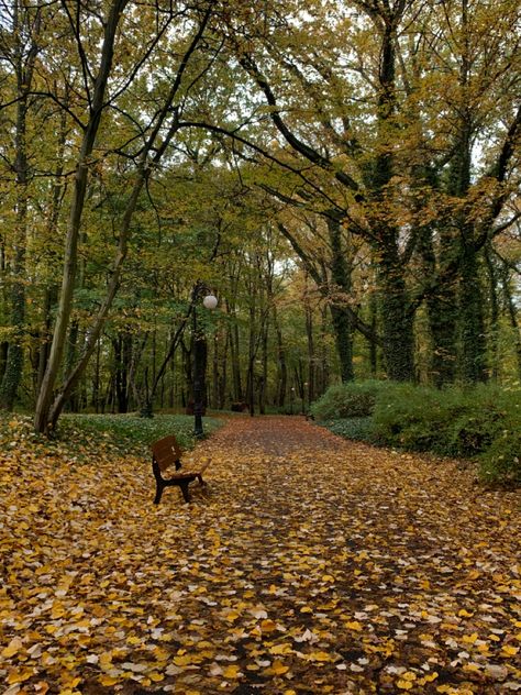 #fall #autumn #autumncolors #walk #selfcare #selflove #selfimprovement #romanticize #romanticizing #romanticizeyourlife Romanticising Autumn, September Moodboard, September Vibes, Book Vibe, Autumn Reading, Nature Core, Fall Romance, Fall Moodboard, Fall Girl