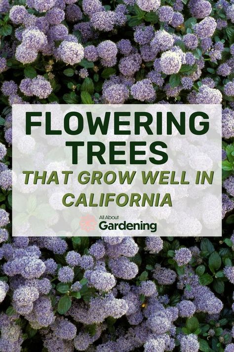 Northern California Garden, Drought Resistant Trees, California Trees, California Landscaping, California Native Garden, California Winter, Patio Trees, Flowering Tree, California Native Plants