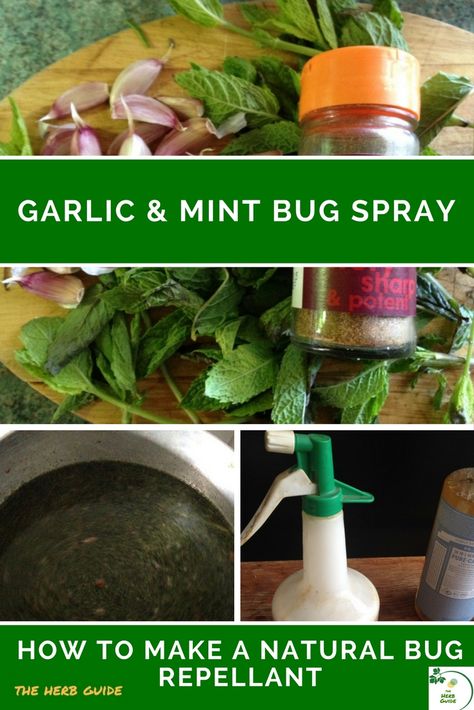 Garlic Spray For Garden Pest Control, Plant Spray For Bugs Homemade, Natural Bug Repellent For Vegetable Garden, Natural Plant Pesticide, Garlic Mint Insect Spray, Mint Spray For Bugs, Herb Guide, Bug Repellant, Plant Bugs