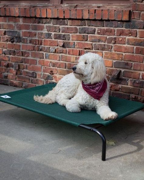 Outdoor Dog Bed, Cool Dog Beds, Green Bedding, Dog Pet Beds, Older Dogs, Pet Furniture, Pet Beds, Dog Supplies, Pet Bed