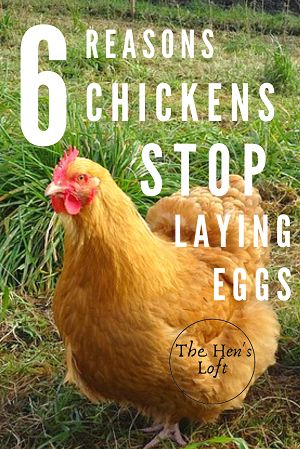 Laying Chickens Tips, Why Aren’t My Chickens Laying Eggs, What To Feed Chickens, Molting Chickens, Chicken Tips, Chicken Facts, Chicken Raising, Raising Chicken, Best Egg Laying Chickens