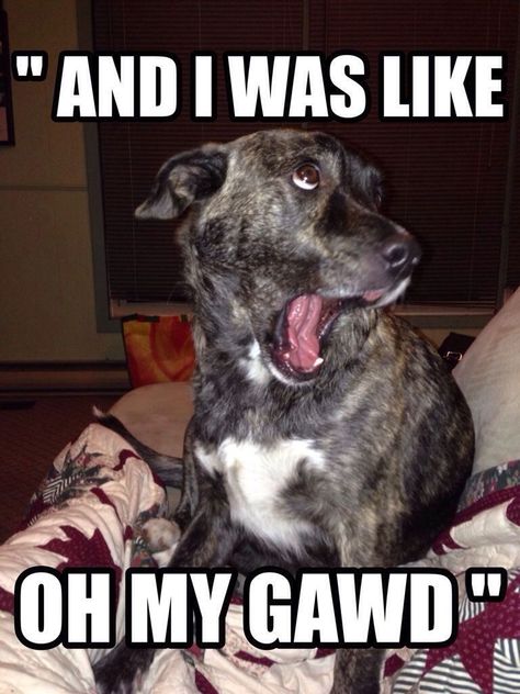 And I was like OH MY GAWD! yayomg.com Humor Animal, Katt Grejer, Funny Pictures With Captions, Funny Animal Photos, Funny Dog Memes, Funny Animal Quotes, Funny Cats And Dogs, Funny Dog Pictures, Funny Animal Jokes