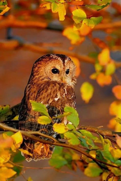 Fall Owl, Autumn Witch, Nocturnal Birds, Autumn Magic, Owl Pictures, Beautiful Owl, Autumn Scenes, Owl Bird, Autumn Scenery