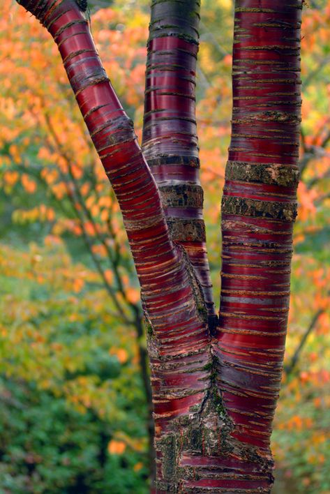 Cool Trees, Rainbow Eucalyptus Tree, Rainbow Eucalyptus, Weird Trees, Tree Photo, Unique Trees, Nature Tree, Tree Forest, Photo Tree