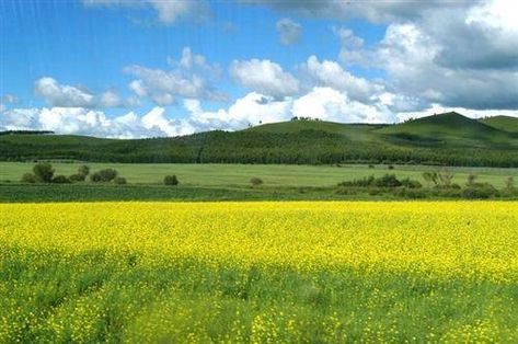 Temperate grassland Temperate Grassland, Grassland Biome, Exterior Rendering, Book Writing Inspiration, Overlays Transparent, Autumn Scenes, Inner Mongolia, I Want To Travel, Africa Travel