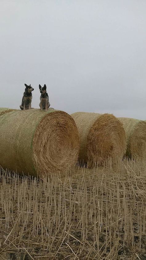 Red Heeler Dog, Queensland Heeler, Blue Healer, Aussie Cattle Dog, Heeler Dogs, Austrailian Cattle Dog, Cattle Dogs Rule, Red Heelers, Heeler Puppies