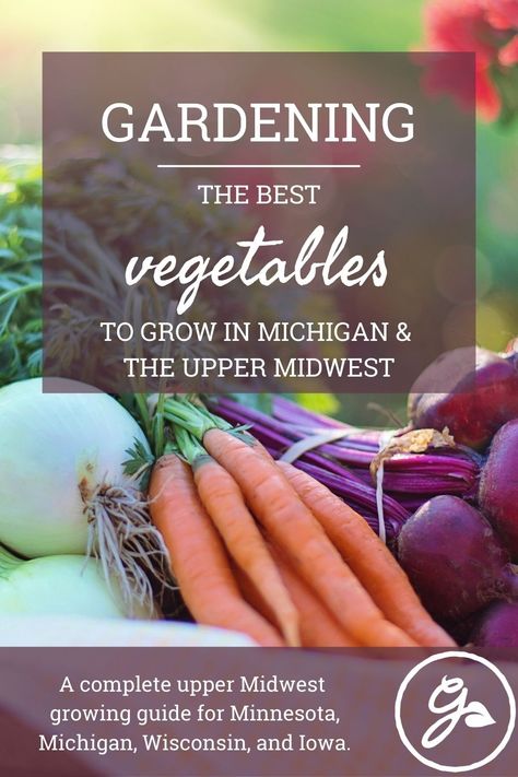 There is a wide variety of garden vegetables that will thrive in Midwest gardens. Get the Know How here. Gardening In Michigan, Starting Vegetable Seeds, Midwest Gardening, Best Vegetables To Grow, Michigan Garden, Michigan Gardening, Green Lettuce, Asparagus Beans, Vegetable Bed