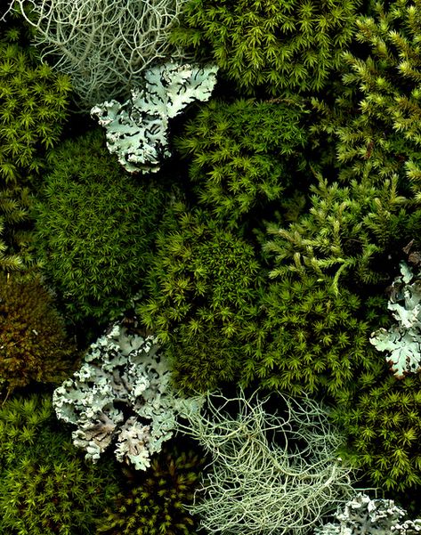 Lichen Moss, Moss Garden, Alam Yang Indah, Patterns In Nature, Green Plants, Plant Life, On The Side, Horticulture, Botany