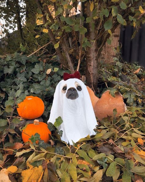 I’m A Very Spooky Ghost Dog Ghost Costume, Anjing Pug, Scary Dogs, Pet Halloween Costumes, Fall Dog, Lazy Dog, Dog Halloween Costumes, Fantasias Halloween, Dog Costumes