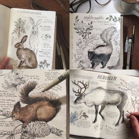 Pin by Innovation Journal on Painting Journal in 2019 | Nature drawing, Hand illustration, Drawings https://www.pinterest.com/pin/824229169282827982/sent/?invite_code=a7eb93af1f764f54a7681d652b77ff20&sender=233694805572453268&sfo=1 Nature Drawings, Nature Journals, Nature Journaling, Nature Sketch, Art Sketches Doodles, Animals And Plants, Art Sketches Pencil, Nature Drawing, Illustration Cartoon