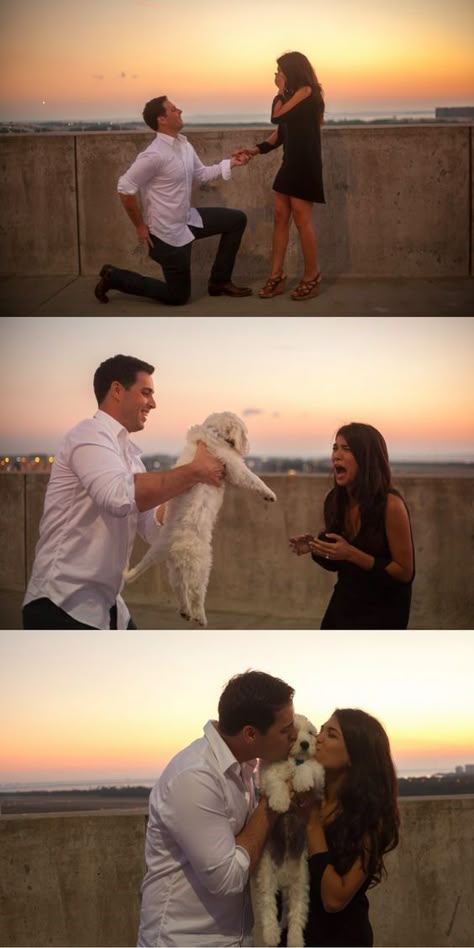 Puppy Engagement Proposal, Proposal With Puppy, Dog Proposal Ideas Engagement, Dog Proposal Ideas, Proposal With Dog, Dog Proposal, Cutest Puppy, Perfect Proposal, Wedding Proposals