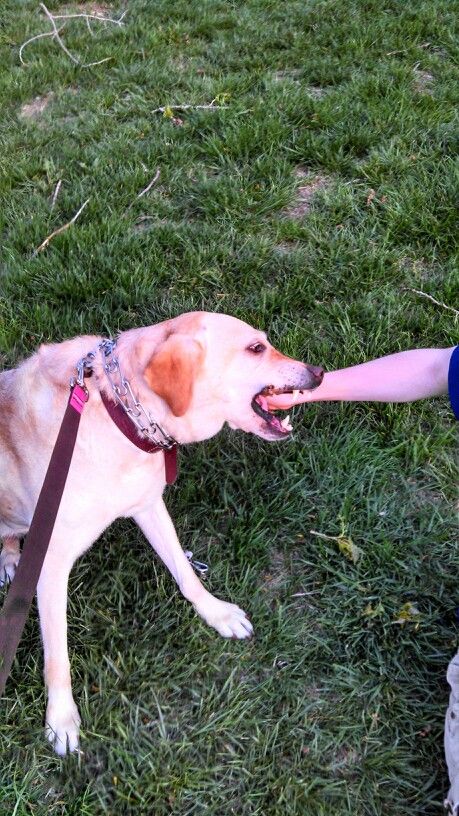 Perfect timing or what? My dog Katie is actually biting a stick in my boyfriends hand, but it looks like something far more painful. Perfect Timing, A Stick, My Dog, Humor, Dogs, Animals, Quick Saves, Humour